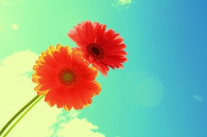 flowers against a blue sky