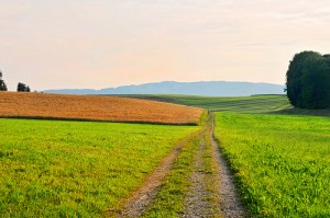 road through a grassy plain