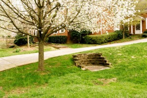 tree and brick in a green yard